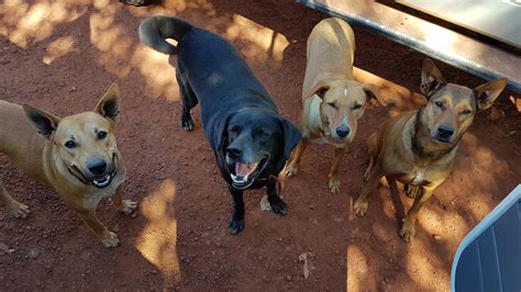 The Health and Welfare of Indigenous Dog Breeds